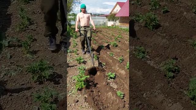Самодельный окучник. Проще некуда. смотреть онлайн