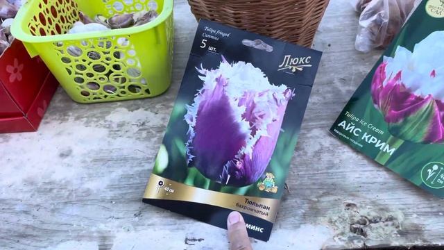 Чеснок , посадила чеснок 25 сентября 23год . Не рано , каждый сам решает когда ему посадить .