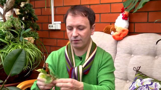 Пикируем огурцы смотреть онлайн