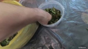 Готовим чай из листа морошки
