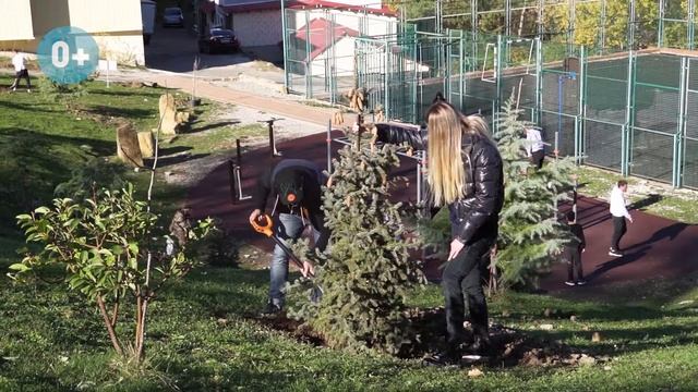 Посадка деревьев в мкрн Бытха ➤живые ели и тюльпановые деревья на Бытхе ➤➤ AVA Sochi смотреть онлайн