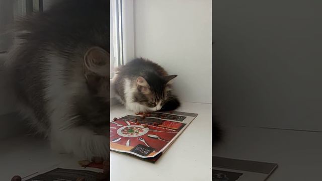 Кошка хрустит сухим кормом смотреть онлайн