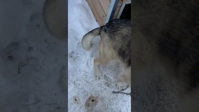 Наши хвостики 🤗 смотреть онлайн