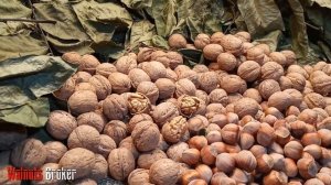 Орехи Кочерженко. Карликовый грецкий орех Иван Багряный. Саженцам 4 месяца.  Walnuts Broker