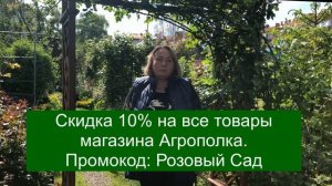 Спасаем розы! Трипсы и паутинный клещ!