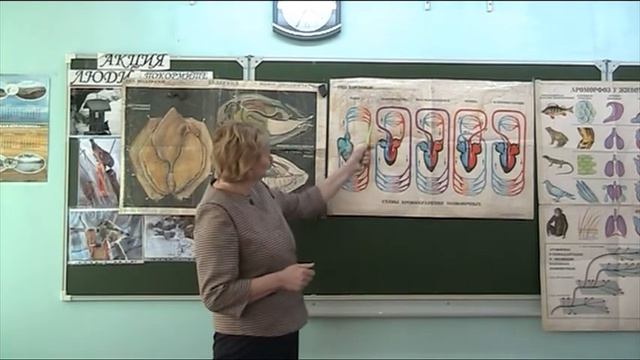 Эволюция системы кровообращения смотреть онлайн