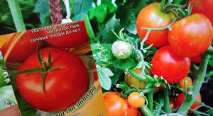 ПОСАДИЛА 1 Раз ЭТОТ СОРТ ТОМАТОВ ЛУЧШИЙ УЛЬТРАСКОРОСПЕЛЫЙ, Его Сметают Пачками, Затмил Все Остальные