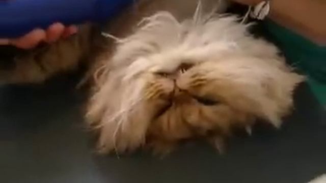 Shaved Pussy (cat) - Persian Cat getting shaved смотреть онлайн