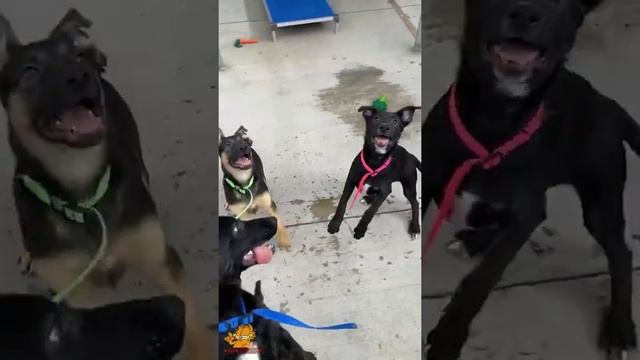Смешные и милые видео о Немецких Овчарках ~ Щенки немецкой овчарки ~ Породы собак №4 смотреть онлайн