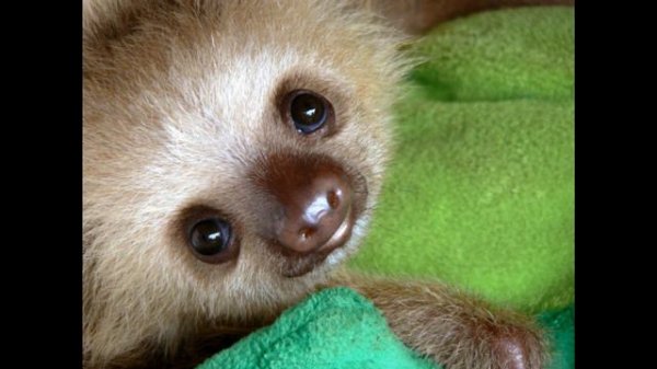 Top 15 Cutest Baby Animals