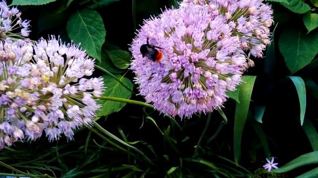 Музыка воды. Пение птиц. Музыка для медитации. Самопознание.2021 #piano#relax#звукиприроды смотреть онлайн