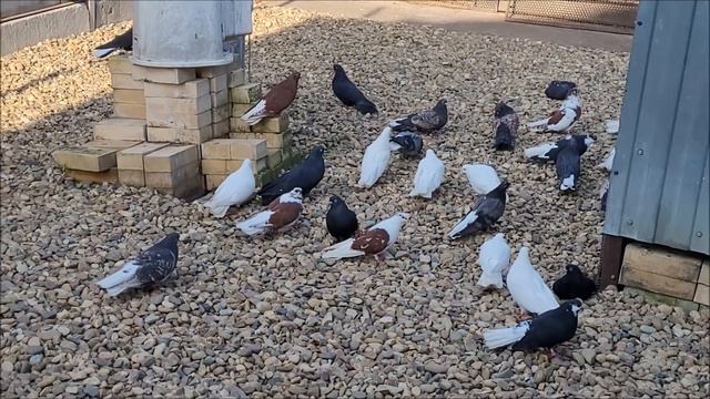 Сельские голуби. 10 01 2022 года в гостях у Михаила, г Новоалександровск смотреть онлайн