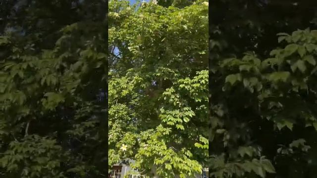 Баобабы цветут смотреть онлайн