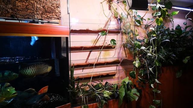 Фитостена запускаем по-новой!