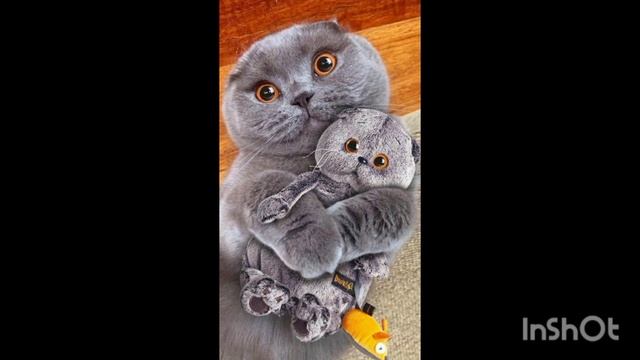 Шотландська висловуха ? порода кішок з цікавими вушками! ?⬛? смотреть онлайн