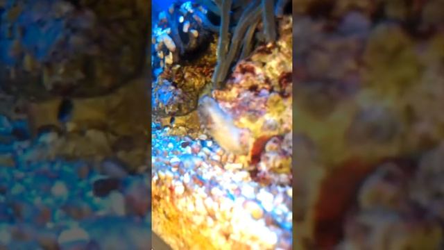 Размножение морской улитки или стомателла курит смотреть онлайн