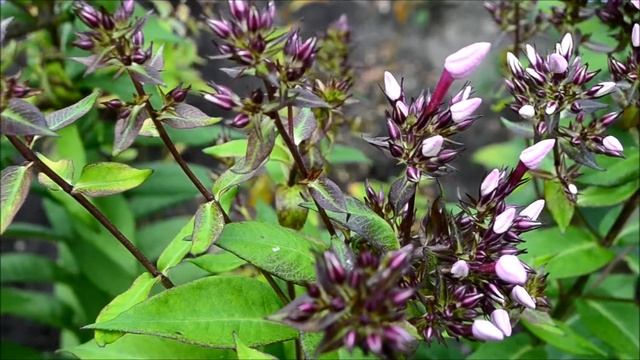 Флоксы метельчатые летом смотреть онлайн