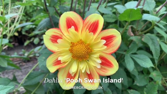 Dahlia 'Pooh Swan Island' - FarmerGracy.co.uk смотреть онлайн