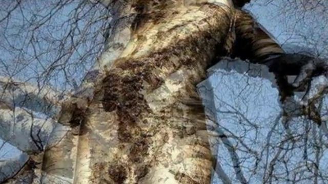 Береза-женщина смотреть онлайн