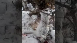 Ловим зайцев на петли