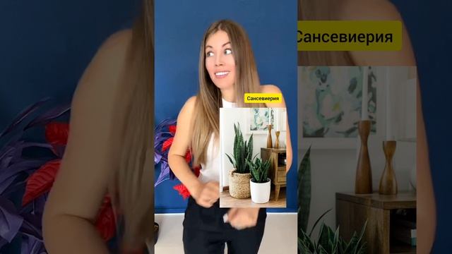 Топ 10 универсальных растений в дизайне интерьера смотреть онлайн