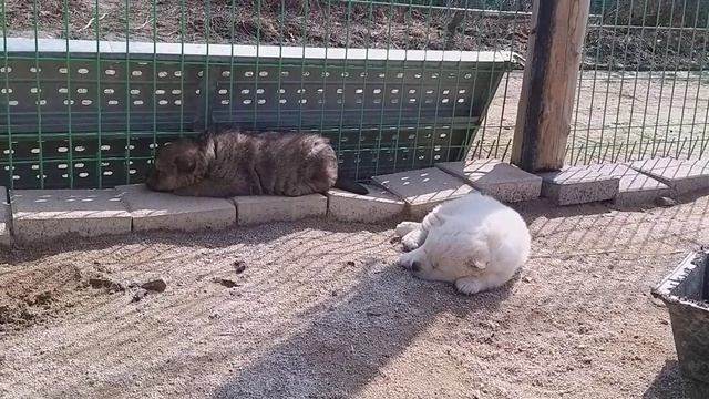 식분증의 원인과 올바른 대처방법 смотреть онлайн