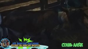 Кальция борглюконат козам