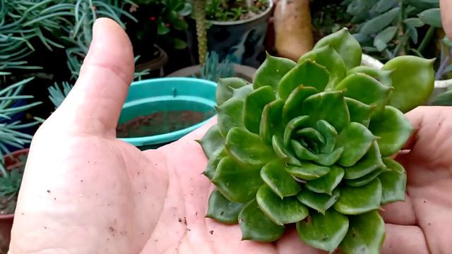 COMO PLANTAR MUDAS da SUCULENTA ECHEVERIA Green Rose смотреть онлайн