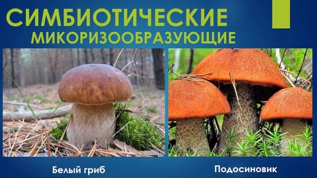 Біологія. Групи грибів. 6 клас смотреть онлайн