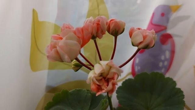 СОРТОВЫЕ ПЕЛАРГОНИИ ( Арril Snow И АррIe Blossom под вопросом? ?♀️ смотреть онлайн