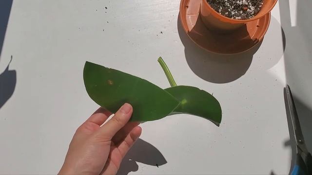 Peperomia Polybotrya Care + Propagation (& 3-month result) | Raindrop peperomia /Coin leaf peperomi смотреть онлайн