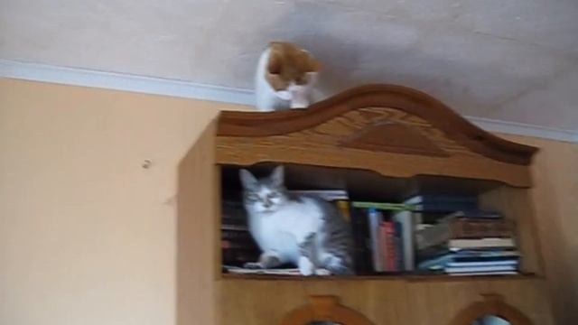 Разборки  в  маленьком  домике. Короткометражка  с собакой и кошками.Приколы с животными.