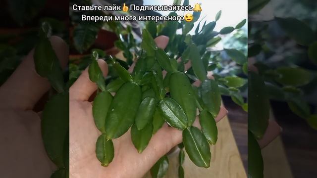 #shorts РИПСАЛИДОПСИС?Размножение за 46 секунд?Черенкование?Посадка?Лесной кактус?Пасхальник?Цветок смотреть онлайн