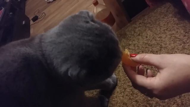 Шотландец ест мандарин#скотиш-фолд смотреть онлайн