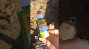 Водянка у поросенка (асцит) выводим жидкость. Кастрируем хрячка.