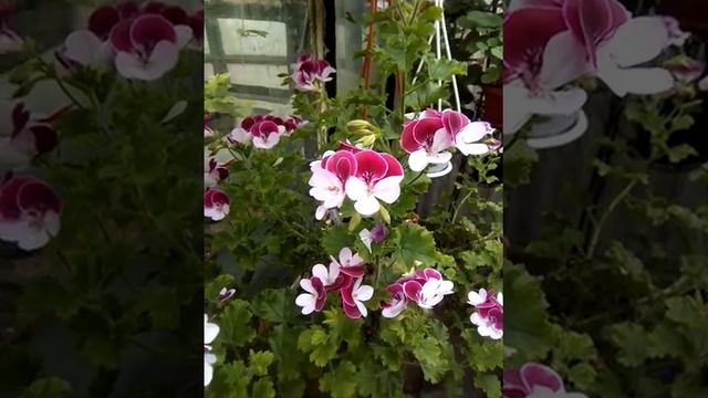 11 апреля 2018 г.  Pac Angeleyes Bicolor.