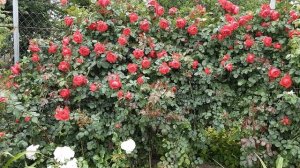 Плетистая роза Флорентина - лучшая красная роза .  Питомник роз Полины Козловой rozarium.biz