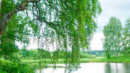 МИЛАЯ СТОРОНУШКА - исполнение Жанны Вишняковой Арс смотреть онлайн