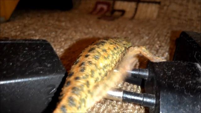 тритон сбежал из аквариума смотреть онлайн