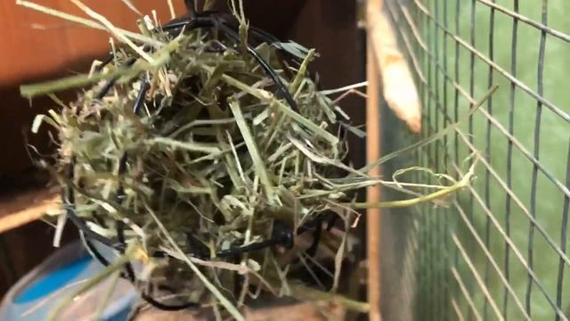 КОРМЛЕНИЕ ШИНШИЛЛ смотреть онлайн