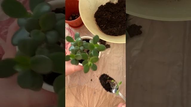 Кислица-Заячья капуста -Оксалис смотреть онлайн