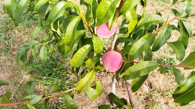 Крымские персики, ? кот в мешке! смотреть онлайн