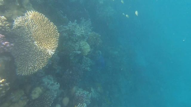 Zahabia 3*. Хургада. Голубые красавцы смотреть онлайн