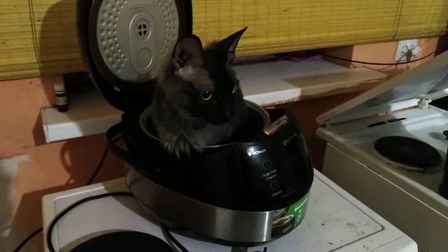 Греются везде где есть тепло.Замерзаем. смотреть онлайн