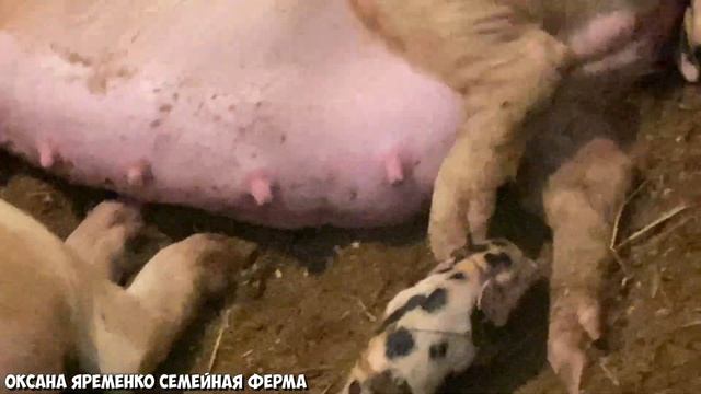 Поросята ландрас / Пятнистые малыши / Свинья принесла потомство смотреть онлайн