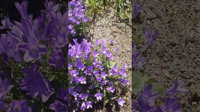 Campanula смотреть онлайн