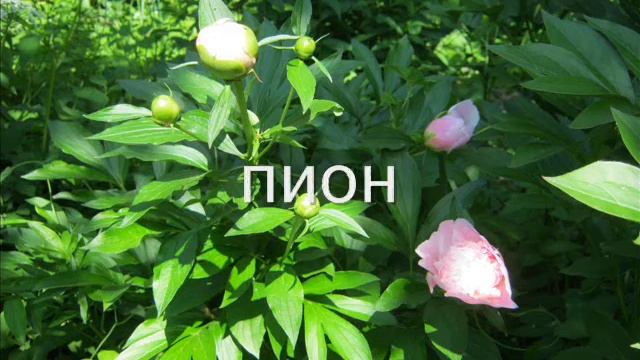 Декоративные растения для озеленения смотреть онлайн