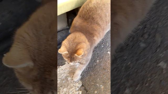 Разговорчивая Маркиза смотреть онлайн