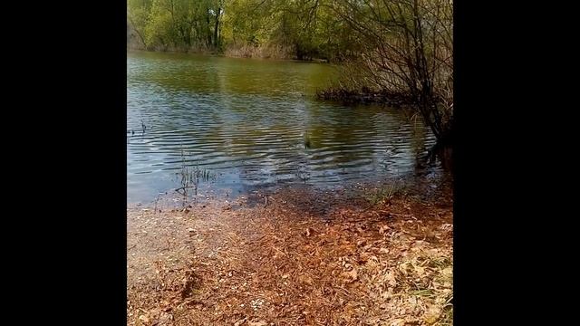 25 апреля 2023 года. Река "Ахтуба" разлилась. Вода дошла до озера, через ерик "Проран". смотреть онлайн