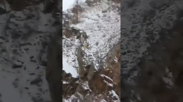 Дикий горный Козел смотреть онлайн